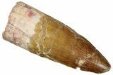 Fossil Spinosaurus Tooth - Real Dinosaur Tooth #299067-1